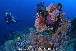 Diver at Peter's Patch by Dorian Borcherds 